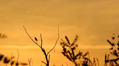 Sunset and silhouette of the bird Stock Footage 32301499