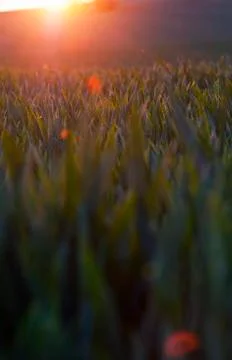 Sunset and spring field. Abstract background Foto stock