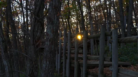 Sunset and sunlight through trees Stock-Footage 223539604