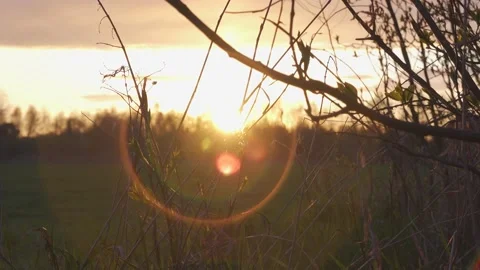 Sunset and sun's flare. Stock Footage 154770487