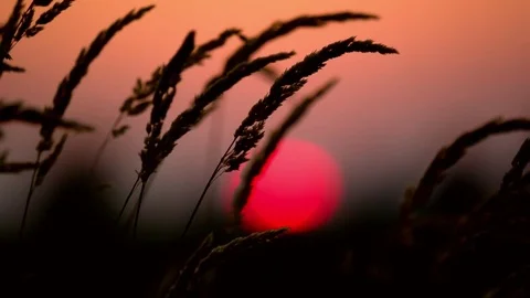 Sunset and Tall Grass Stock Footage 79082497
