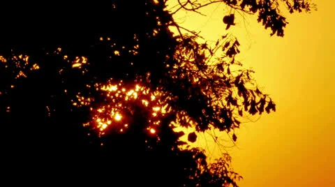 Sunset And Tree Branches Stock Footage 22980048