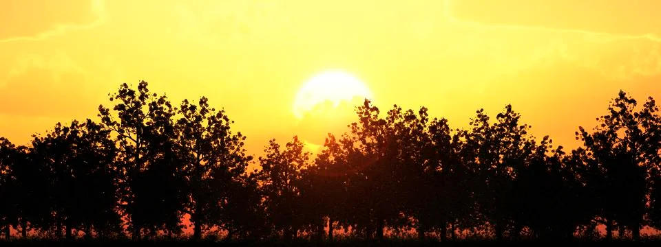 Sunset and tree Stock Illustration