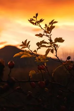 Sunset and tree outdoor Stock Photos