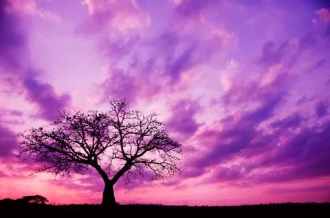 Sunset and tree Foto stock