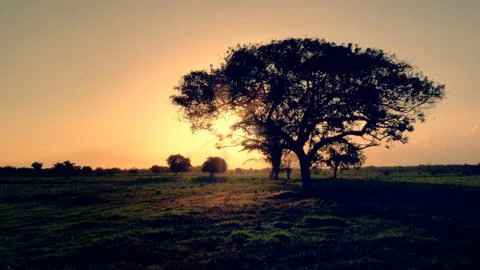 A sunset and a tree 스톡 사진