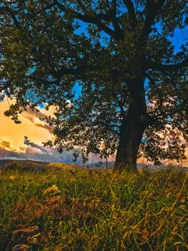 Sunset and Tree  Stock Photos