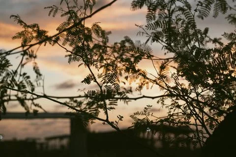Sunset and tree Foto stock