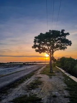 Sunset and tree Stock Photos