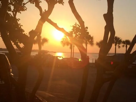 Sunset and trees Stock Photos