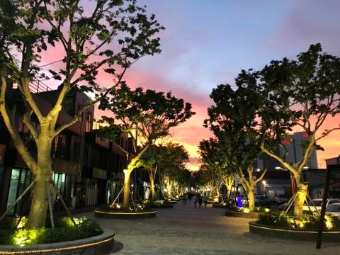 Sunset and trees Stock Photos