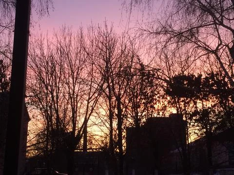 Sunset and the trees Stock Photos