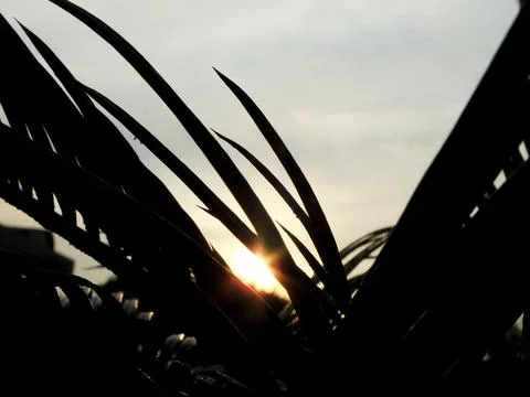 Sunset and trees Stock Photos