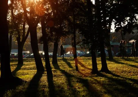 Sunset and trees shadows. Sunlight through tree foliage. Yellow, red, green l Fotos de archivo