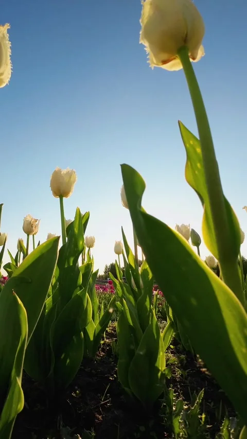 Sunset and Tulips: A Vertical Video of Beauty and Romance Stock-Footage 244385867