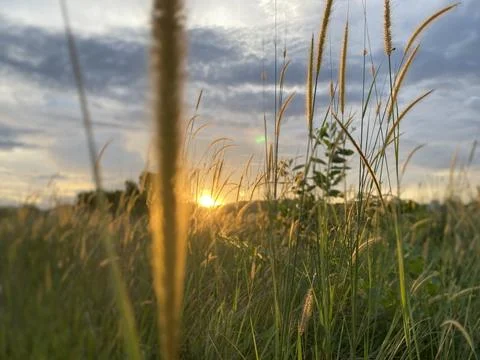 Sunset and weeds Stock Photos
