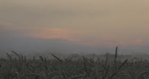 Sunset and wheat cones Stock Footage 109319301