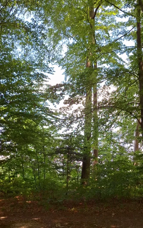 Sunset and wind in the Forest Video stock 338258238