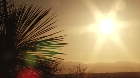 Sunset and Yucca Stock Footage 47600198