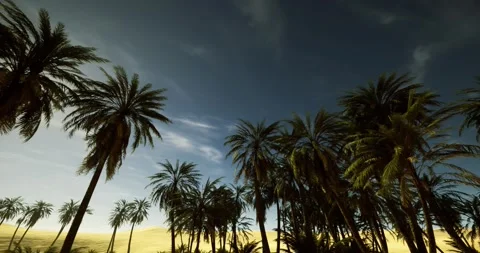 Sunset appearance showcasing palms and dedicated logo section Stock Footage 347193115
