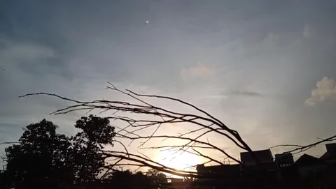 The sunset appears behind the silhouettes of dry trees. Stock Footage 325103141