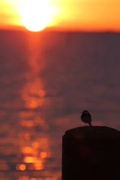 Sunset in archipelago Stock Photos
