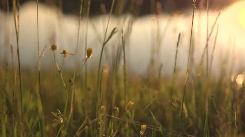 Sunset Area Lake Overgrowth Stock Footage 101256173