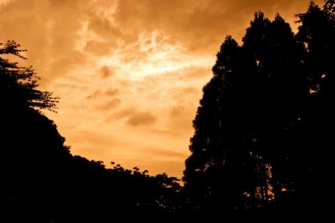 Sunset in Arima Forest Stock Photos