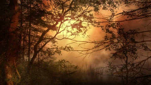 Sunset Atmosphere In A Fantasy Forest Scenery Stock Footage 89382037
