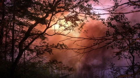 Sunset Atmosphere In A Fantasy Forest Scenery Vidéo 89382393
