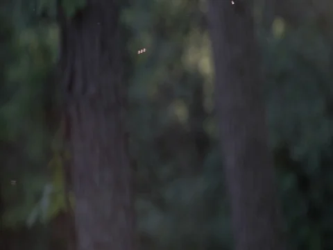 Sunset atmosphere in woods - blurred background for graphics 1 Stock Footage 75821386