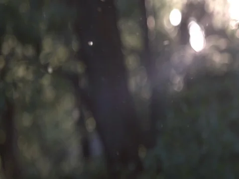 Sunset atmosphere in woods - blurred background for graphics 5 Stock Footage 75821545