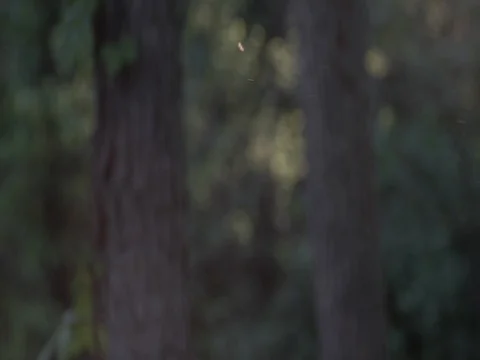 Sunset atmosphere in woods - blurred background for graphics 2 Stock Footage 75821549