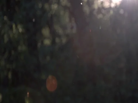 Sunset atmosphere in woods - blurred background for graphics 4 Stock Footage 75822009