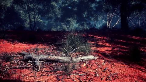 Sunset in the australian bush Stock Illustration