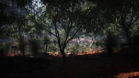 Sunset in the australian bush Stock Illustration
