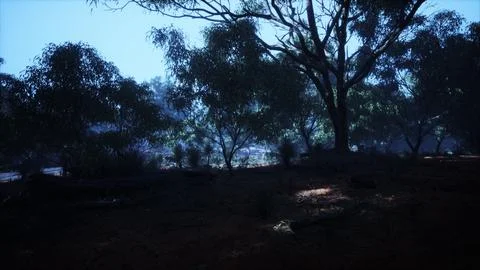 Sunset in the australian bush Stock Illustration