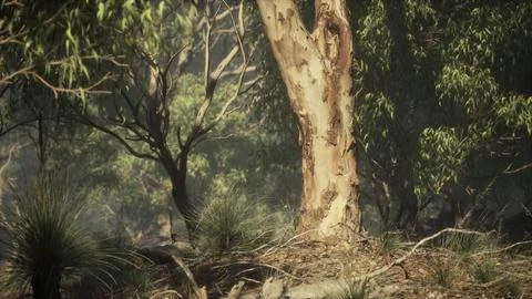 Sunset in the australian bush Stock Illustration