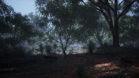 Sunset in the australian bush Stock Illustration