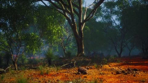 Sunset in the australian bush Stock Illustration