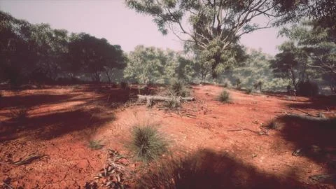 Sunset in the australian bush Stock Illustration