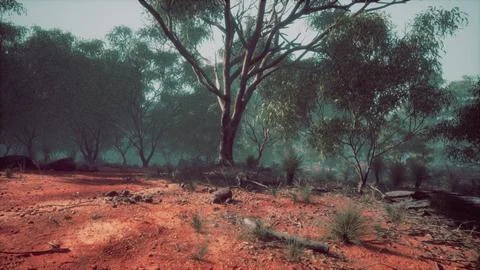 Sunset in the australian bush Stock Illustration