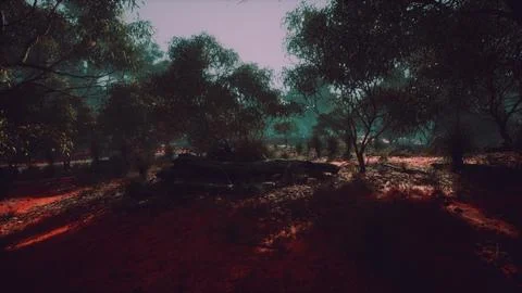 Sunset in the australian bush Stock Illustration