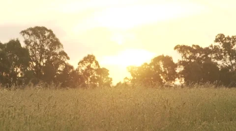 Sunset on Australian farm Stock Footage 56292402
