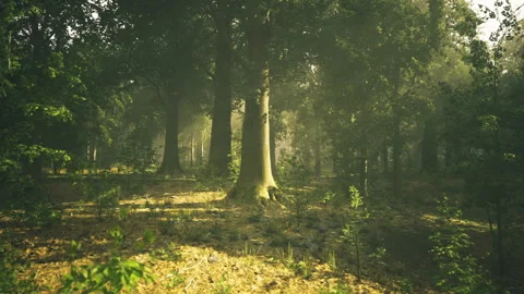 Sunset in Austrian forest casting long shadows and soft green light Stock Footage 340664611
