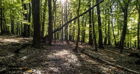Sunset In The Autumn Deciduous Forest, Time-Lapse. Stock Footage 125428666