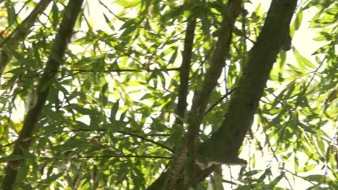Sunset autumn fall jungle forest branches leaf leaves branch tree wind sunny Stock Footage 213616749