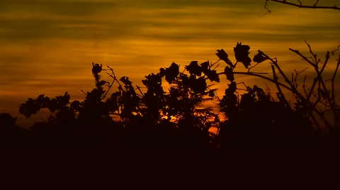 Sunset in autumn flower Stock Footage 57139068