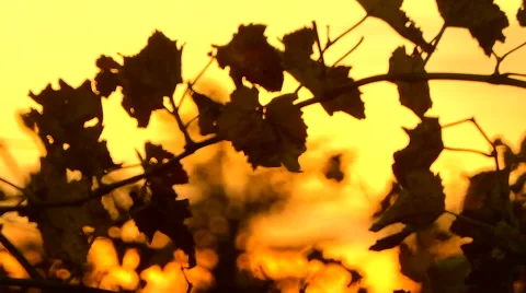 Sunset in autumn flower Video stock 57139075