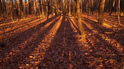 Sunset in Autumn Forest Stock Footage 97980748